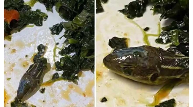 Sunexpress isimli firmanın çalıştığı yemek şirketi tarafından sağlanan yemeğin içinden yılan kafası çıktı!