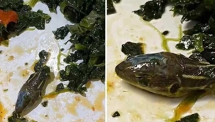 Sunexpress isimli firmanın çalıştığı yemek şirketi tarafından sağlanan yemeğin içinden yılan kafası çıktı!