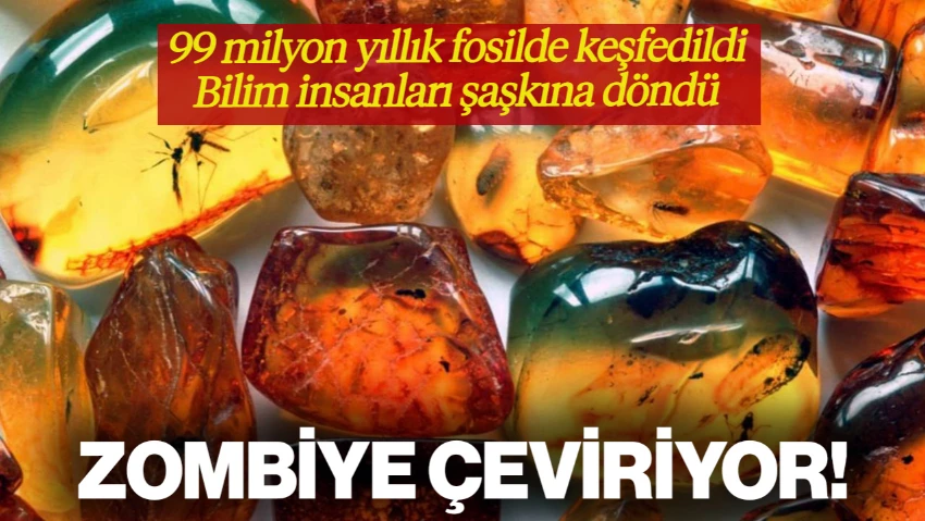 Bilim Dünyası Şokta! 99 Milyon Yıllık Kehribar Fosilinde Keşfedildi... Zombiye Çeviriyor