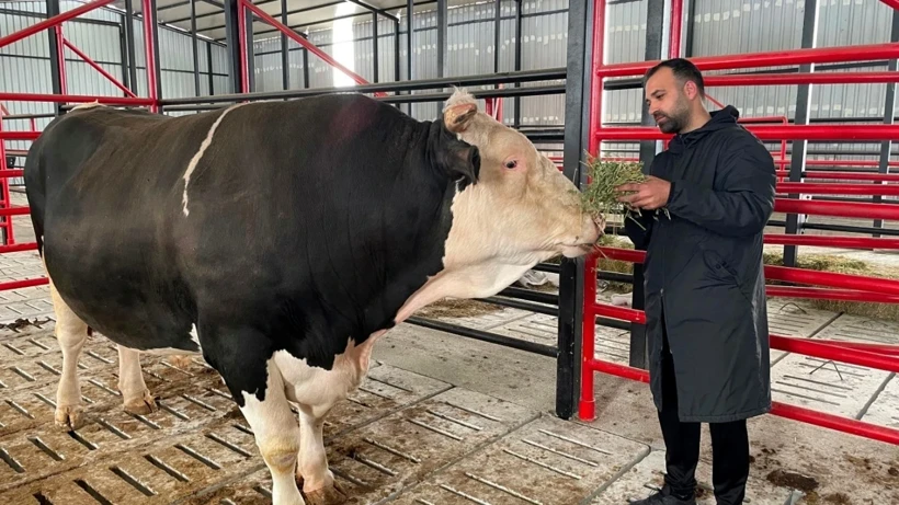 Kurban derileri ekonomiye milyarlar kazandırıyor! Deri sektörü bayramı dört gözle bekliyor 